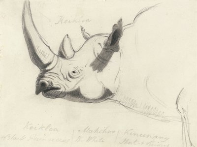 A Rhinoceros, head and shoulders, facing left by Thomas Daniell